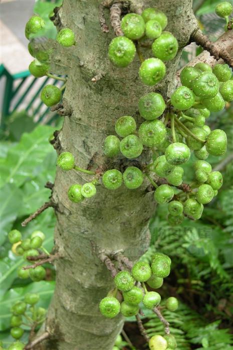 牛奶树,见过吗?能疏风解热,消积化痰,行气散瘀