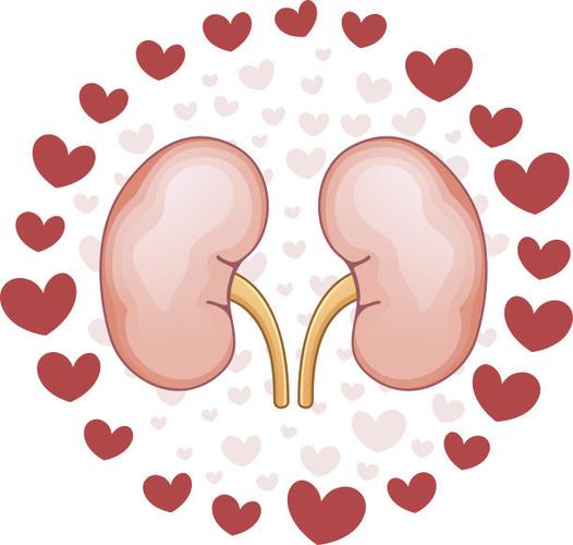 血肌酐,肾脏,蛋白尿,慢性肾脏病,急性肾功能衰竭