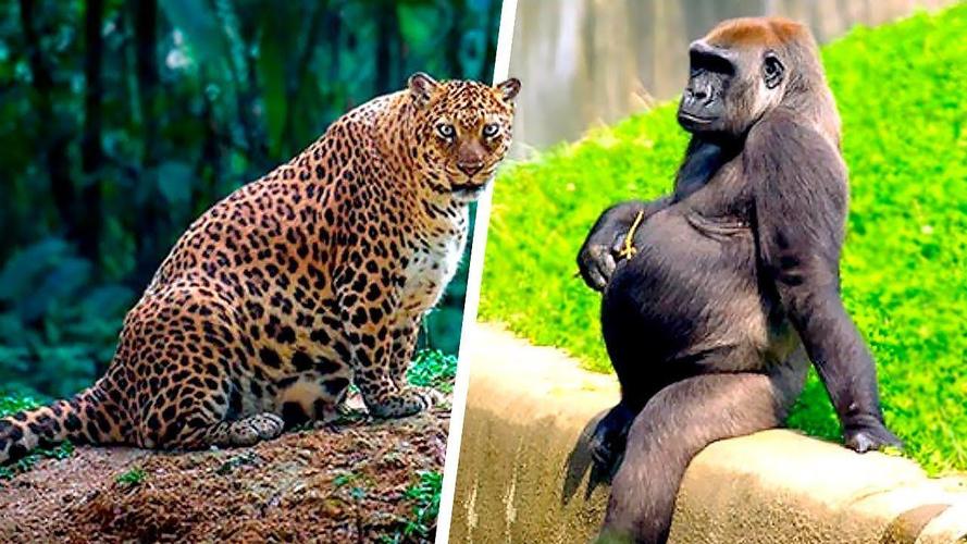 5种动物们怀孕后的样子,大自然还真是奇妙啊