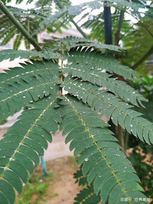 这是合欢树叶
