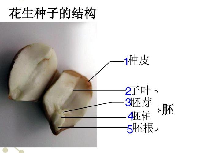 花生种子的结构 种皮   子叶   3胚芽 胚 胚轴   5胚根