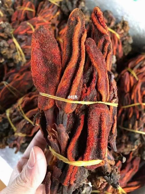 野生回春草:1,补肾壮阳,性功能障碍.2,腰膝冷痛,四肢麻木,风湿关节炎.