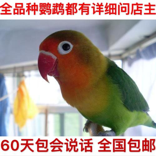 虎皮鹦鹉活体说话鸟手养鹦鹉幼鸟宠物鸟牡丹鹦鹉观赏小鸟活体包活