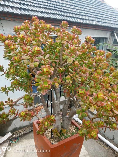 图              7,落日之雁 落日之雁又叫新花月锦,算是玉树出黄锦