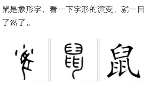 鼠的象形字演变