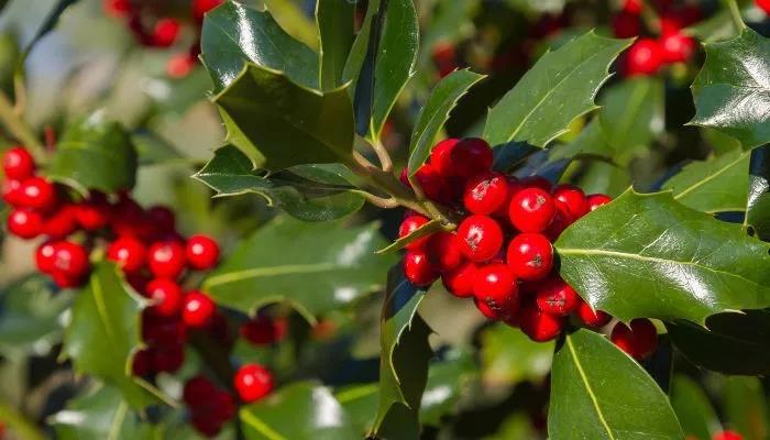 当心圣诞植物美丽有毒