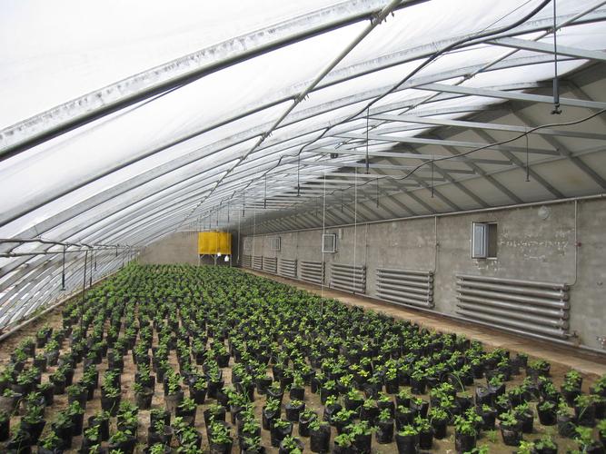 是一种在室内不加热的温室,通过后墙体对太阳能吸收实现蓄放热,维持