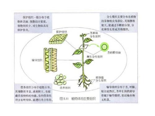生物上册教学课件(人教版)第二单元第二章 第三节 植物体的结构层次