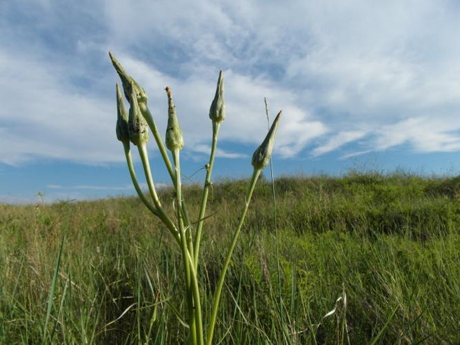 羊妈妈(围场记录图片2022)