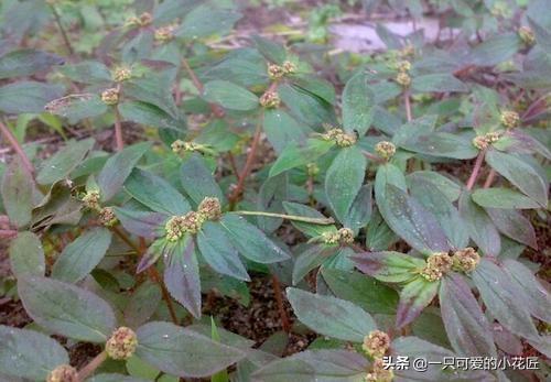 农村不起眼的大飞扬草,利湿止痒大有用处|植物|草药