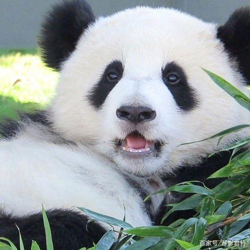 毛茸茸的小熊猫,圆滚滚的姿势,好可爱,好萌,好治愈哦