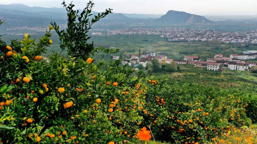 新华社照片,汉中(陕西),2021年10月26日陕西城固:柑桔飘香迎丰收10月