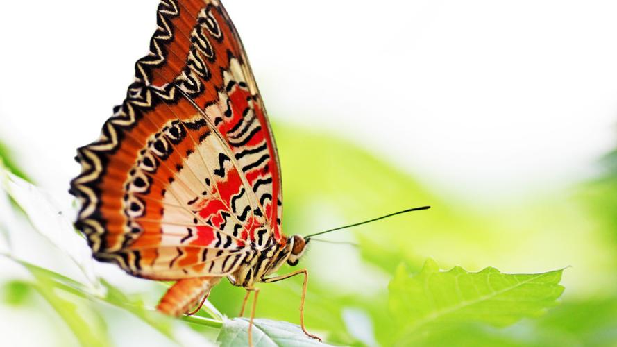 蝴蝶的外形特点和习性