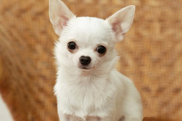 吉娃娃的性格和特点是什么?主人们要知道,狗狗的这些性格