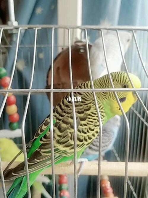 虎皮鹦鹉|换毛记_鹦鹉_虎皮鹦鹉_宠物_宠物其他