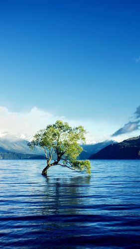 壁纸 孤独的树,水,湖,山 2880x1800 hd 高清壁纸, 图片, 照片