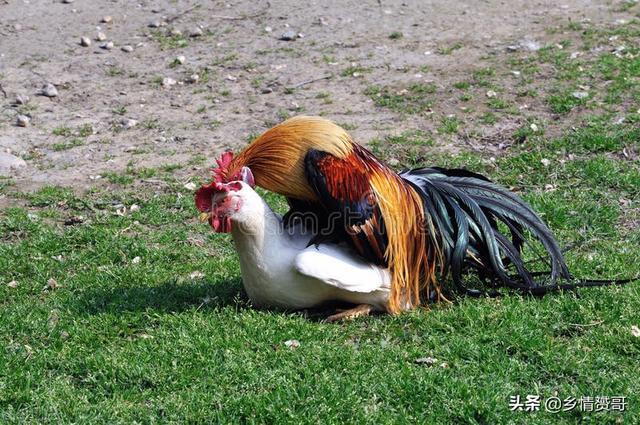 母鸡可自行产蛋,公鸡存在的意义是什么