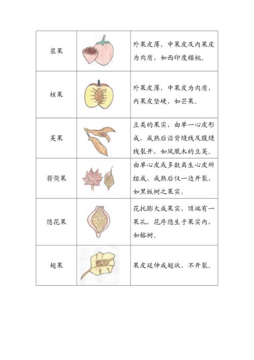 果实的构造及种类