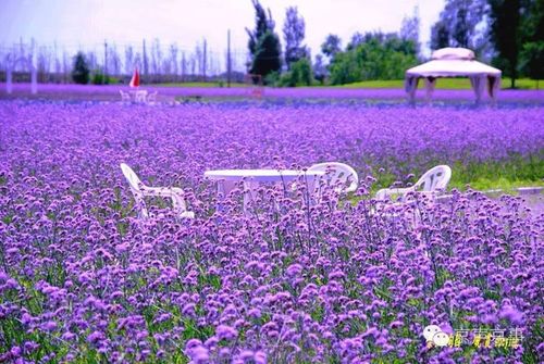 紫谷伊甸园(purple valley eden)是北京首农集团旗下北京市卢沟桥