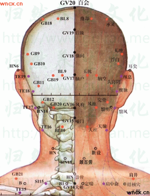 脑户穴位图_脑户穴位位置图_脑户穴位图解_脑户穴位的