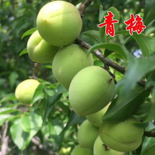 青梅树苗南方种嫁接苗