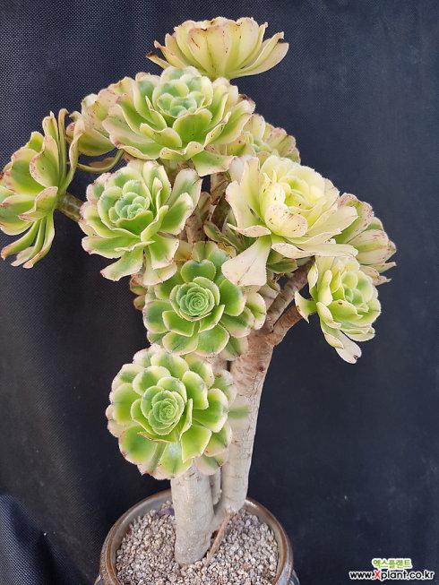 多肉植物香炉盘绿法师老桩
