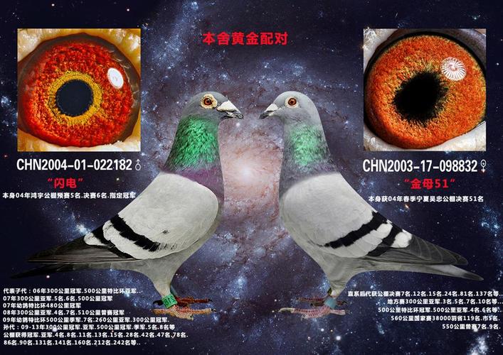 本舍超级种鸽配对   血 统:闪电桑杰士 详细介绍 本舍闪电号顶级黄金