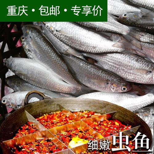 唐鱼湛江特产水产海鲜鲜活虫鱼肥鱼新鲜健康鲻鱼海鱼鲜冻鱼冰鲜海