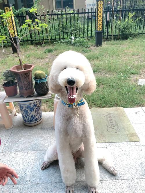 巨贵 从小小一只到65斤的变化_宠物_巨贵_宠物_狗_晒狗