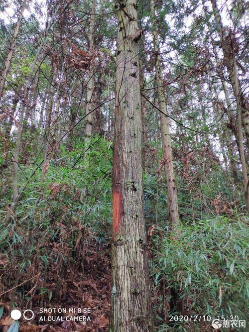 深山老林柳杉木
