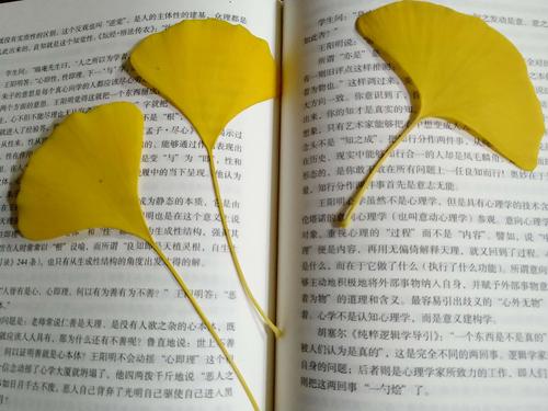 银杏叶 (文/新新)