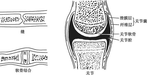关节除上述基本结构外,还有韧带,关节盘,关节唇等辅助结构,可增加