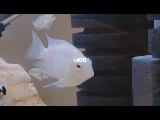 最好看的迷你鹦鹉鱼白金八八_迷你_宝蓝_迷你鹦鹉鱼_宠物_宠物其他