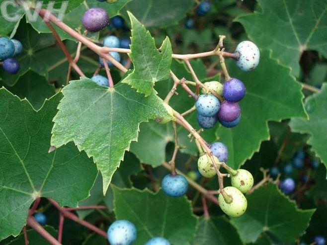 学名:蛇葡萄 别名:野葡萄,山葡萄,山.