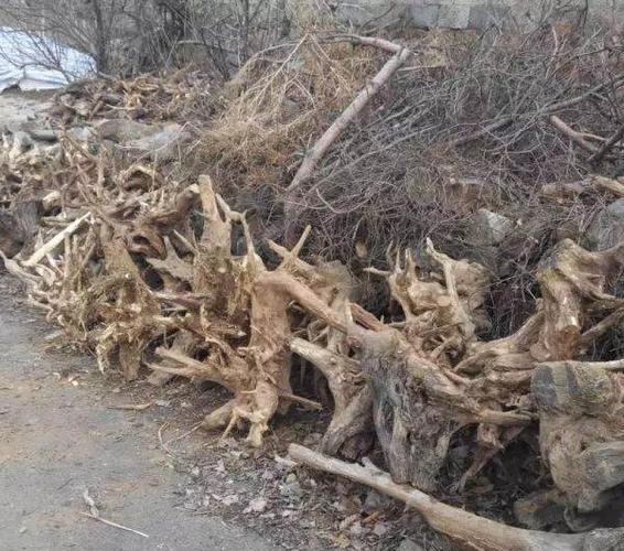 山里弄来的洋槐树根,货源多多,适合做根艺