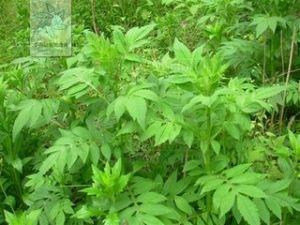 宽叶缬草