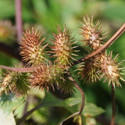 苍耳野生成熟带刺毛苍耳种子新货中药材家庭园艺种子