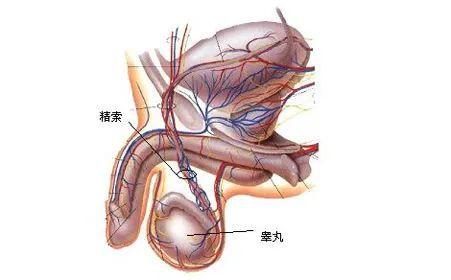 北京紫荆医院:如何远离睾丸疾病保护睾丸的健康呢