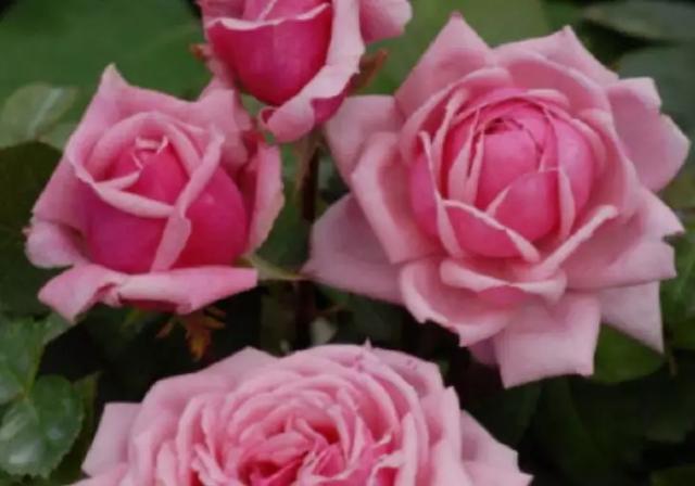 勤花,花大,浓香,不垂头,这就是月季结爱!