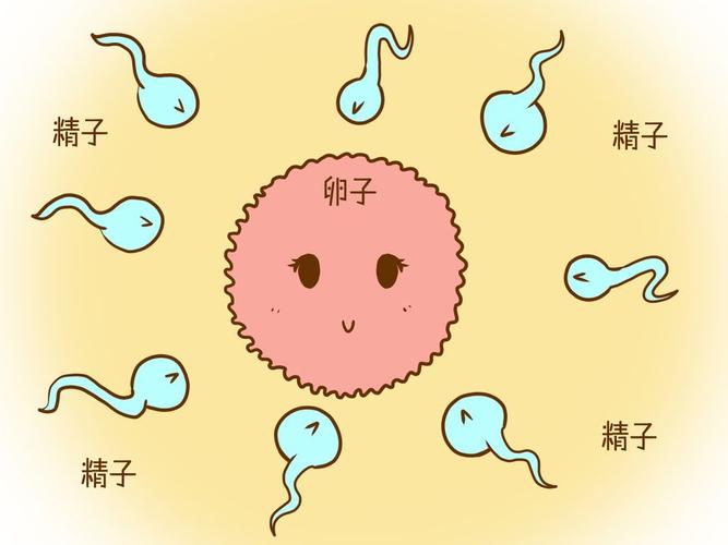 精子想要"遇见"卵子,一般需要经过这五道"关卡",太不容易了