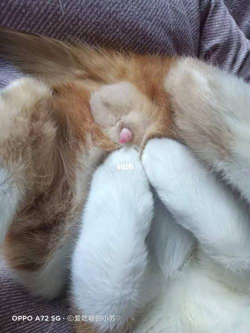 求助:帮看一下是母猫还是公猫,我好方06_猫咪_猫咪日常_宠物_猫