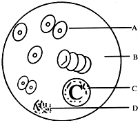 简笔画 手绘 线稿 203178红细胞血小板白细胞简笔画图简笔画 手绘