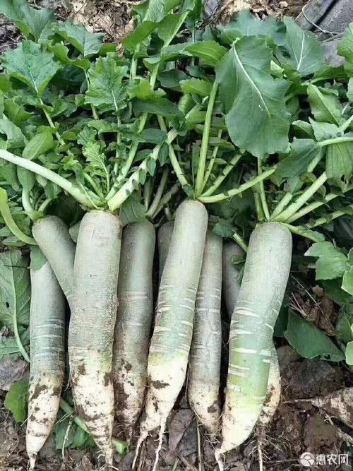 西周密,网纹,苹果,潍县萝卜