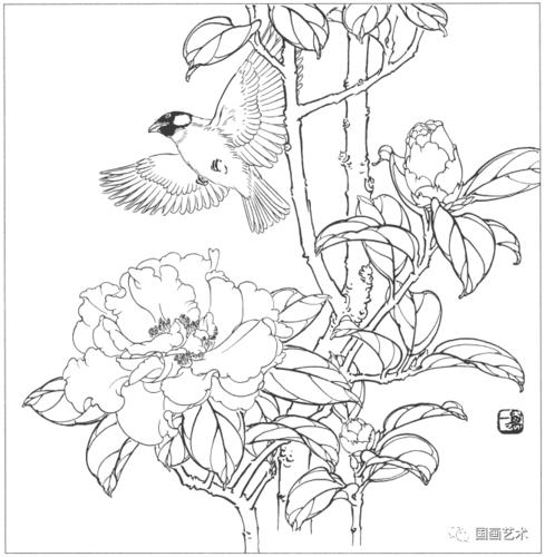 工笔花鸟白描图集,好美! (二)_国画艺术_零二七艺考