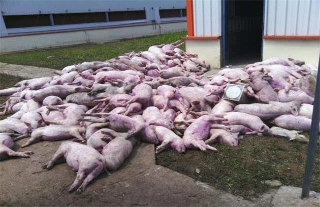 关于非瘟与蓝耳混感的防与治