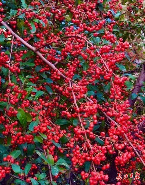 武汉街头这种漂亮的红果子能吃吗?专家来解答啦