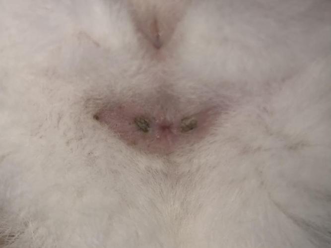 请问猫的肛门腺这样是正常的吗慎入