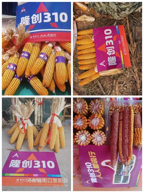 双国审玉米龙头大品种隆创310,定位红轴超级玉米新坐标!