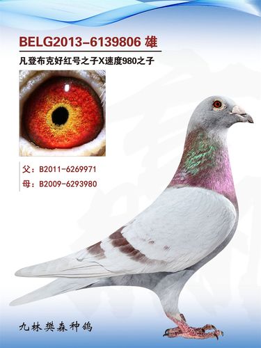 凡登布克好红号直子×速度980直女_九林樊森赛鸽_ ag.