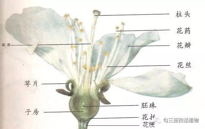 在这个桃红柳绿,杏雨梨云的时节,真是乱花渐欲谜人眼,可惜没有马,不然